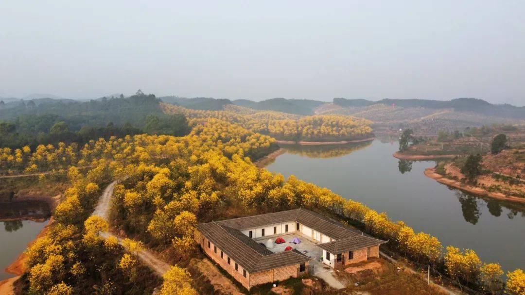 种植了两万多株黄花风铃位于肇庆市高要区白土镇金龙湖水库西北角金龙