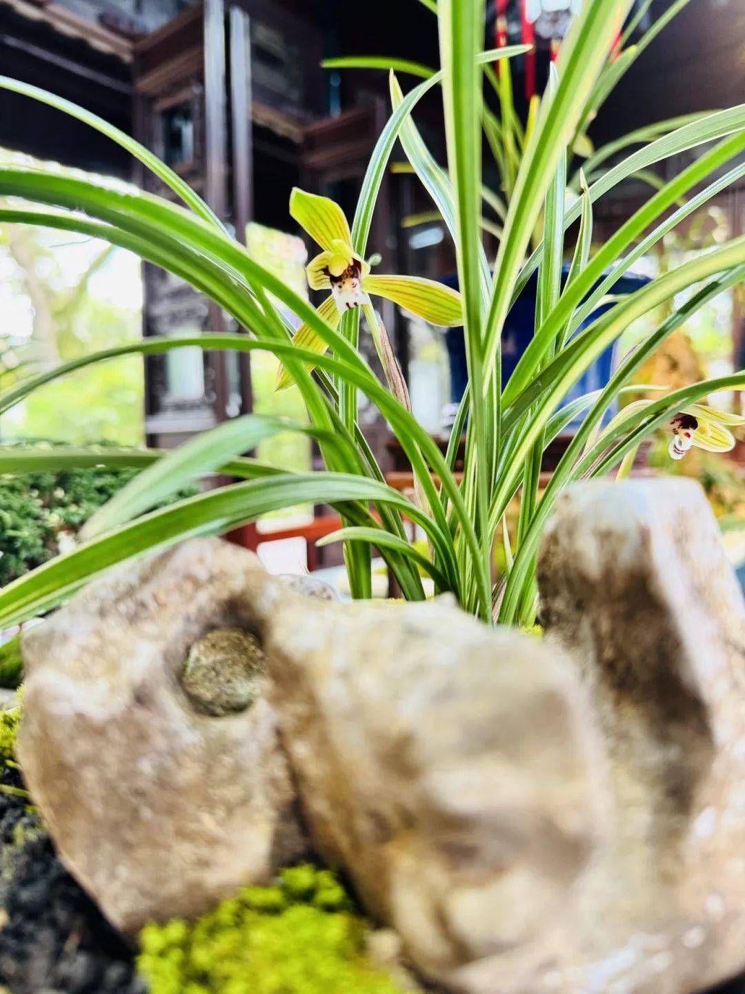 首届"上海春兰展"开幕,分会场上海曲水园展出100多盆精品春兰_兰花