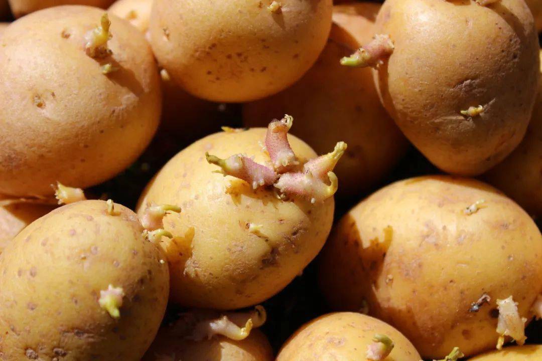 龙葵素主要集中在芽眼,表皮,呈绿色和破损的部分,并扩散至土豆各部分.