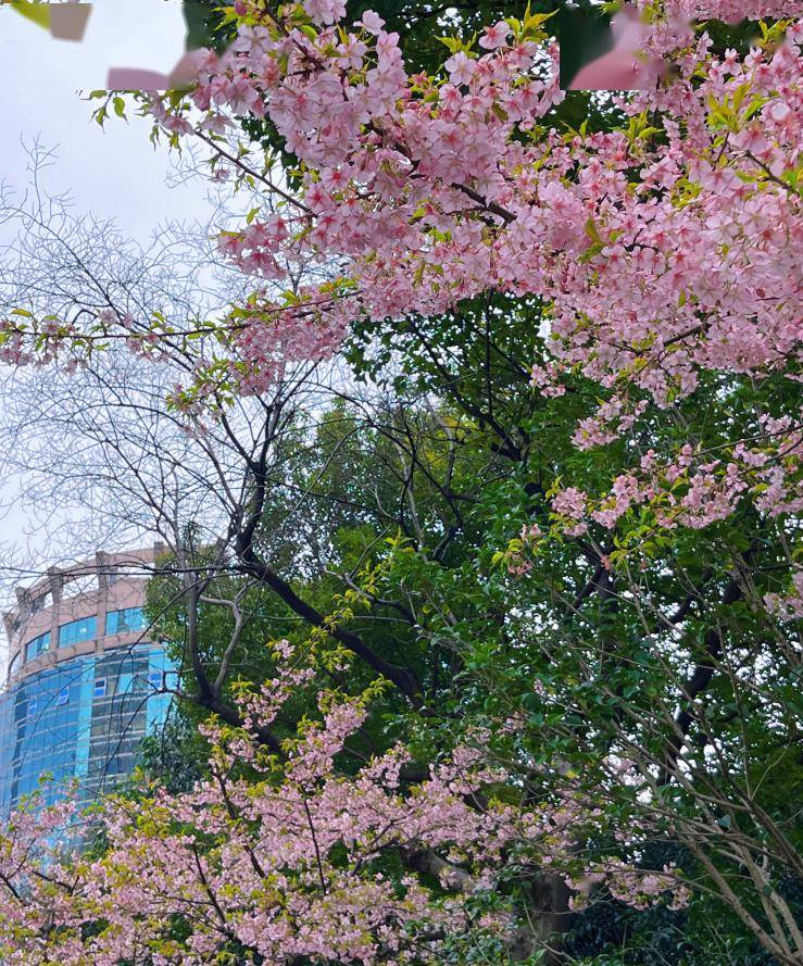 春意探头!看,静安的早樱已悄然绽放→_樱花_绿地_花海