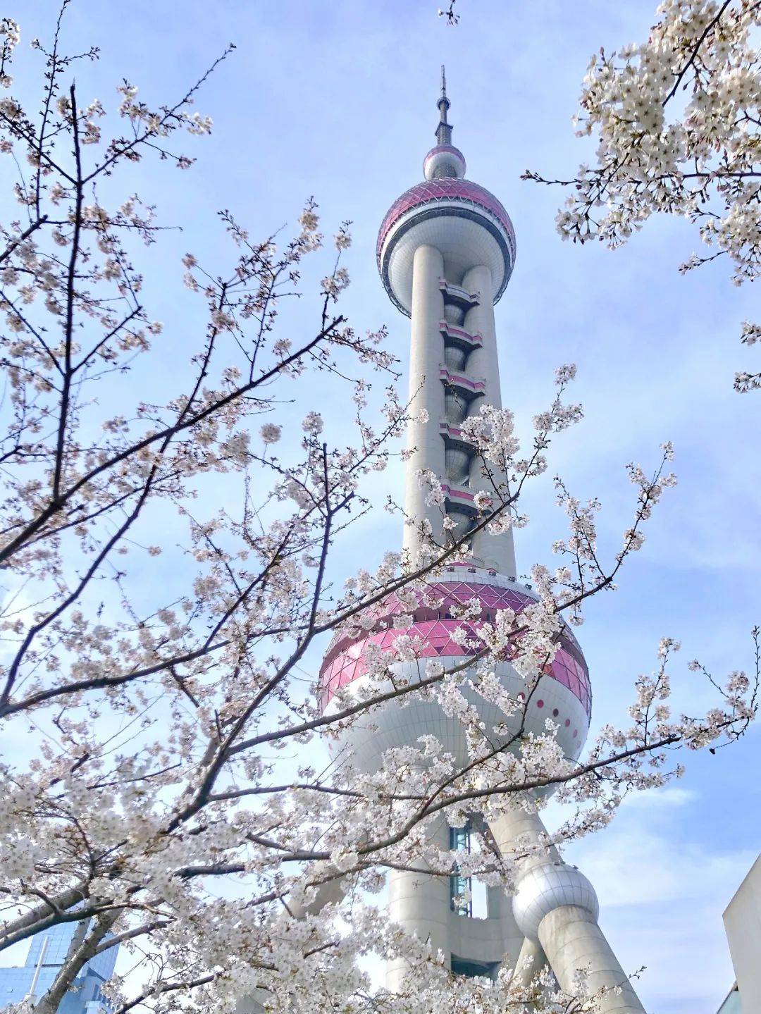 徜徉在粉色花海中欣赏多姿多彩的春日图景春和景明,鲁迅公园里大片
