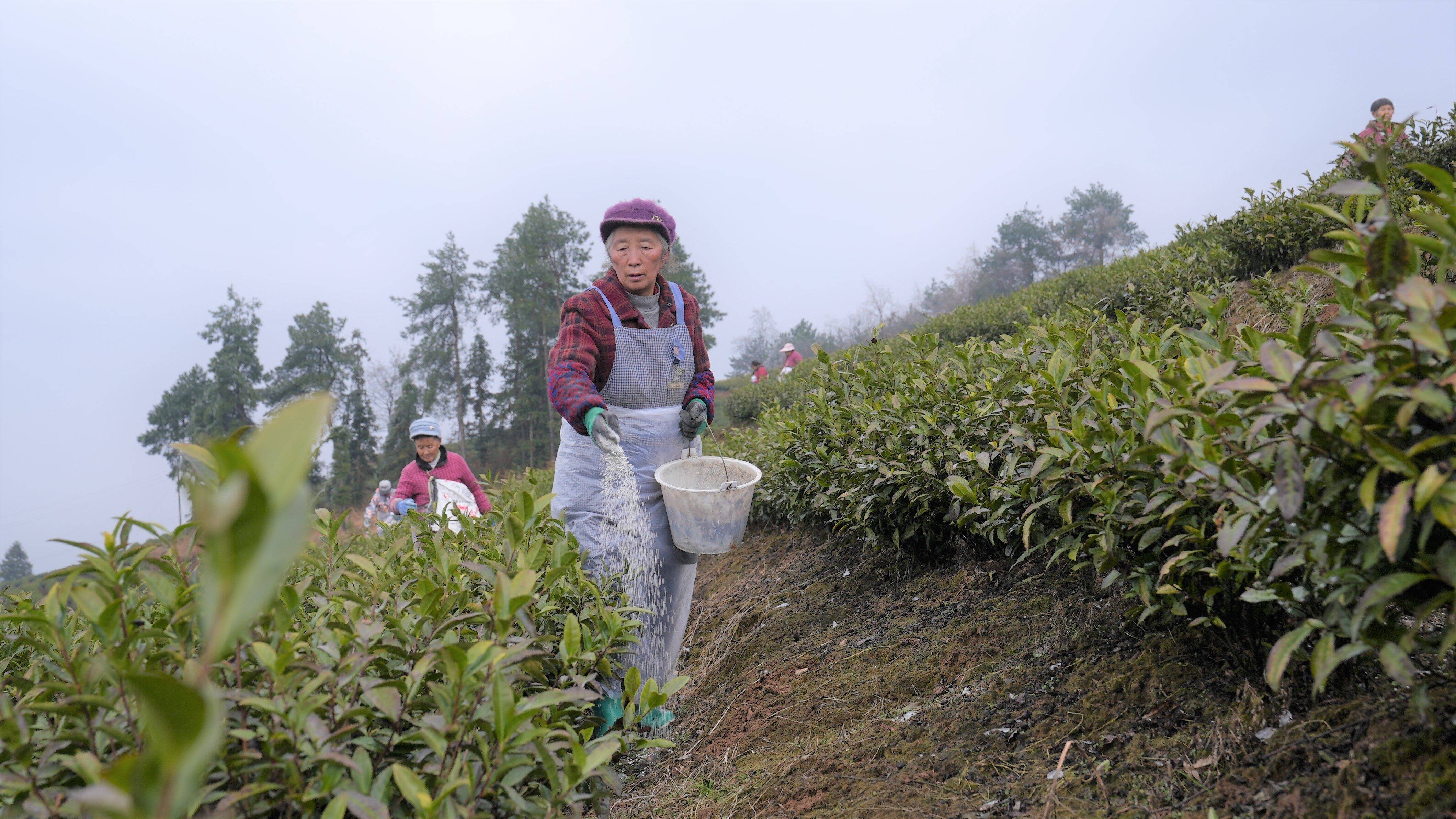 茶叶灌溉图片