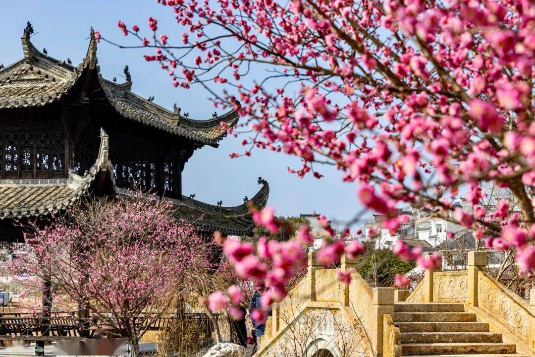南京鸡鸣寺路"消息树"冲上热搜,还有更多繁花正在路上_地址_门票_梅花