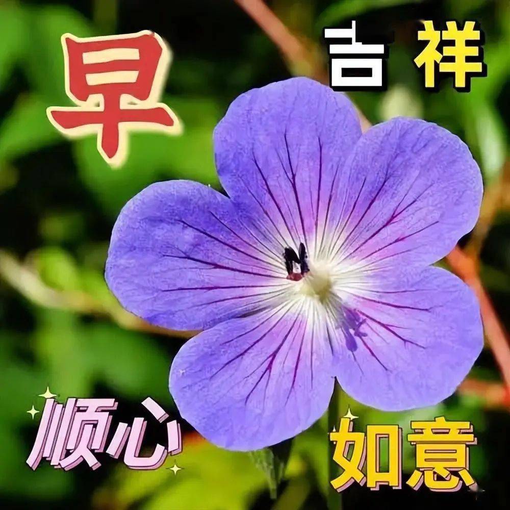 最新早上好图片精选,愿您新的一天收获新的圆满,早安!