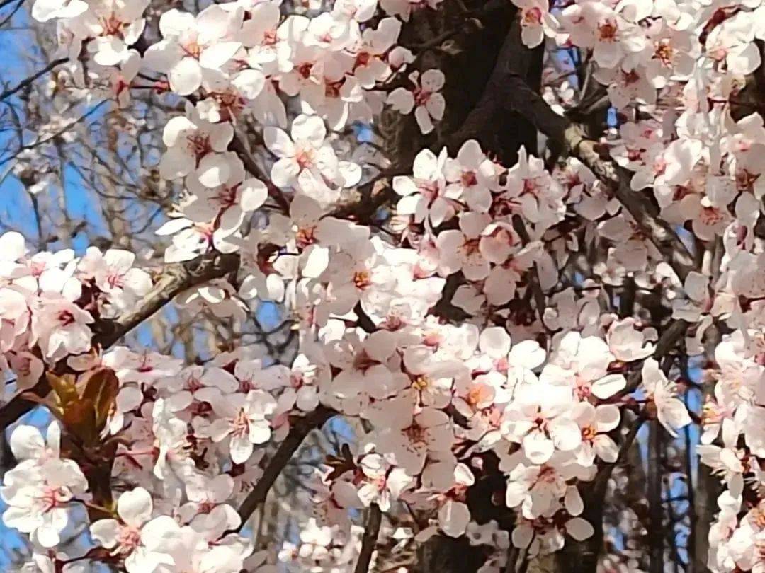 长清开春赏花指南