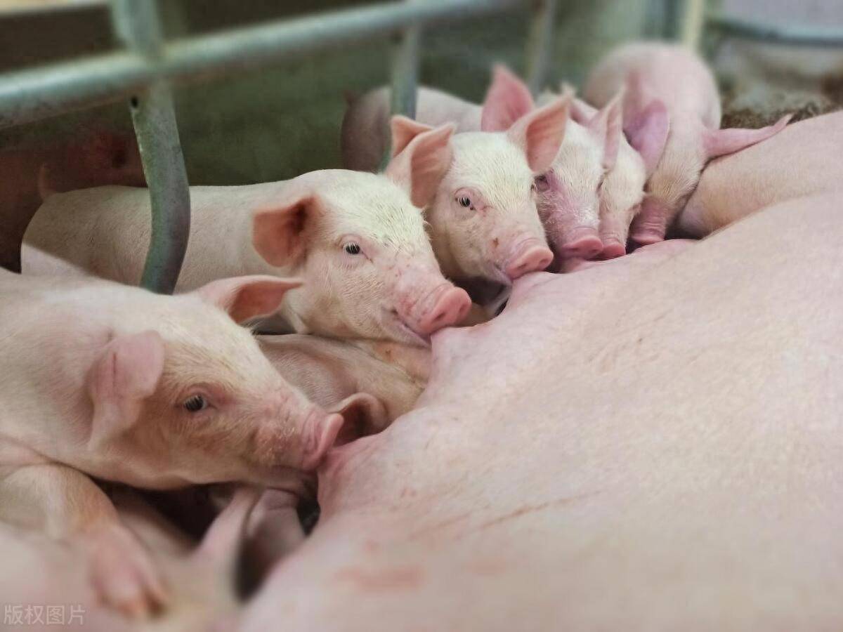 一文带你认识各种杂交方式及它们的好坏!_母猪_品种_后代