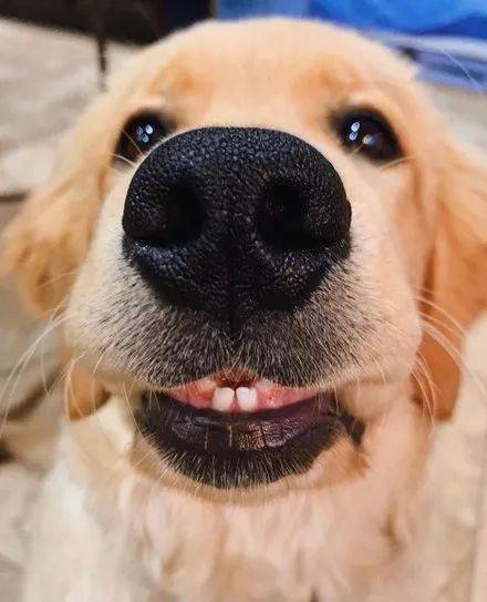 这只金毛刚到换牙期长了两颗小门牙出来心都被萌化了