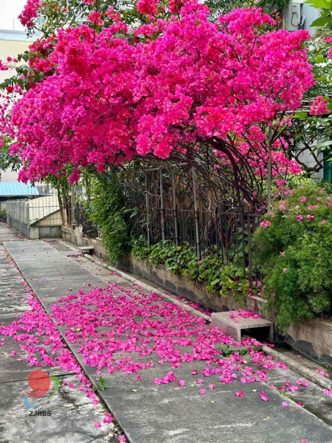 安排湛江限定版春日赏花地图来了