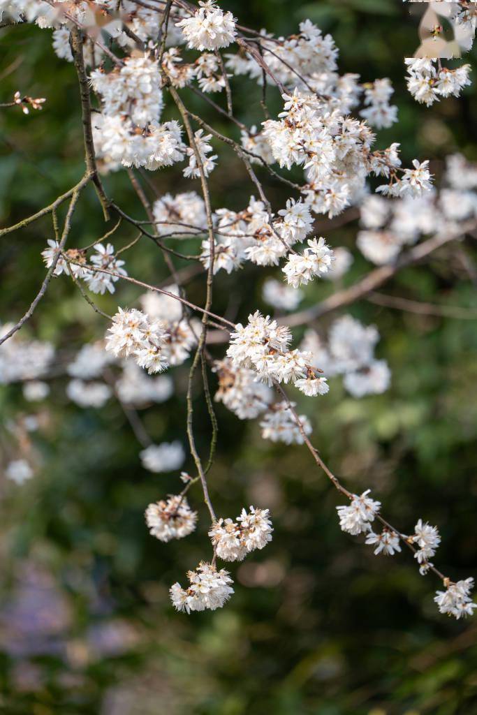 长沙望月公园樱花梅花竞相盛开春意盎然