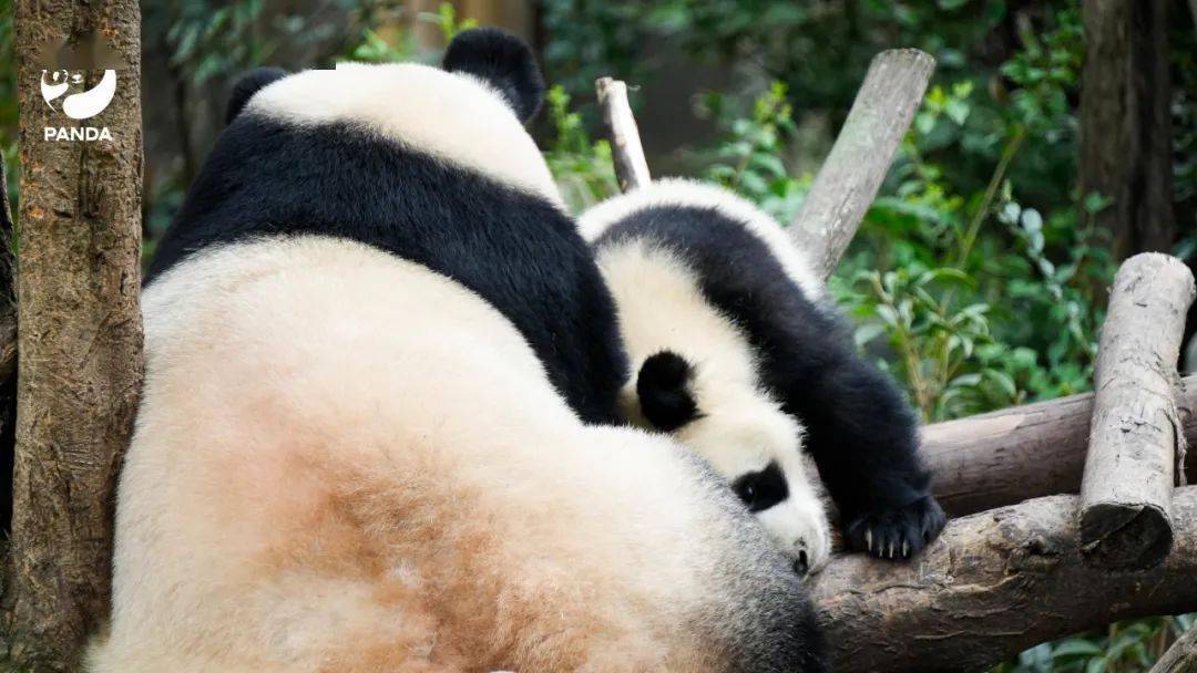 电脑壁纸已送达大熊猫含量100