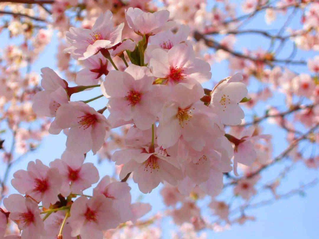 荣登全国第二带你解锁宜春的花花世界