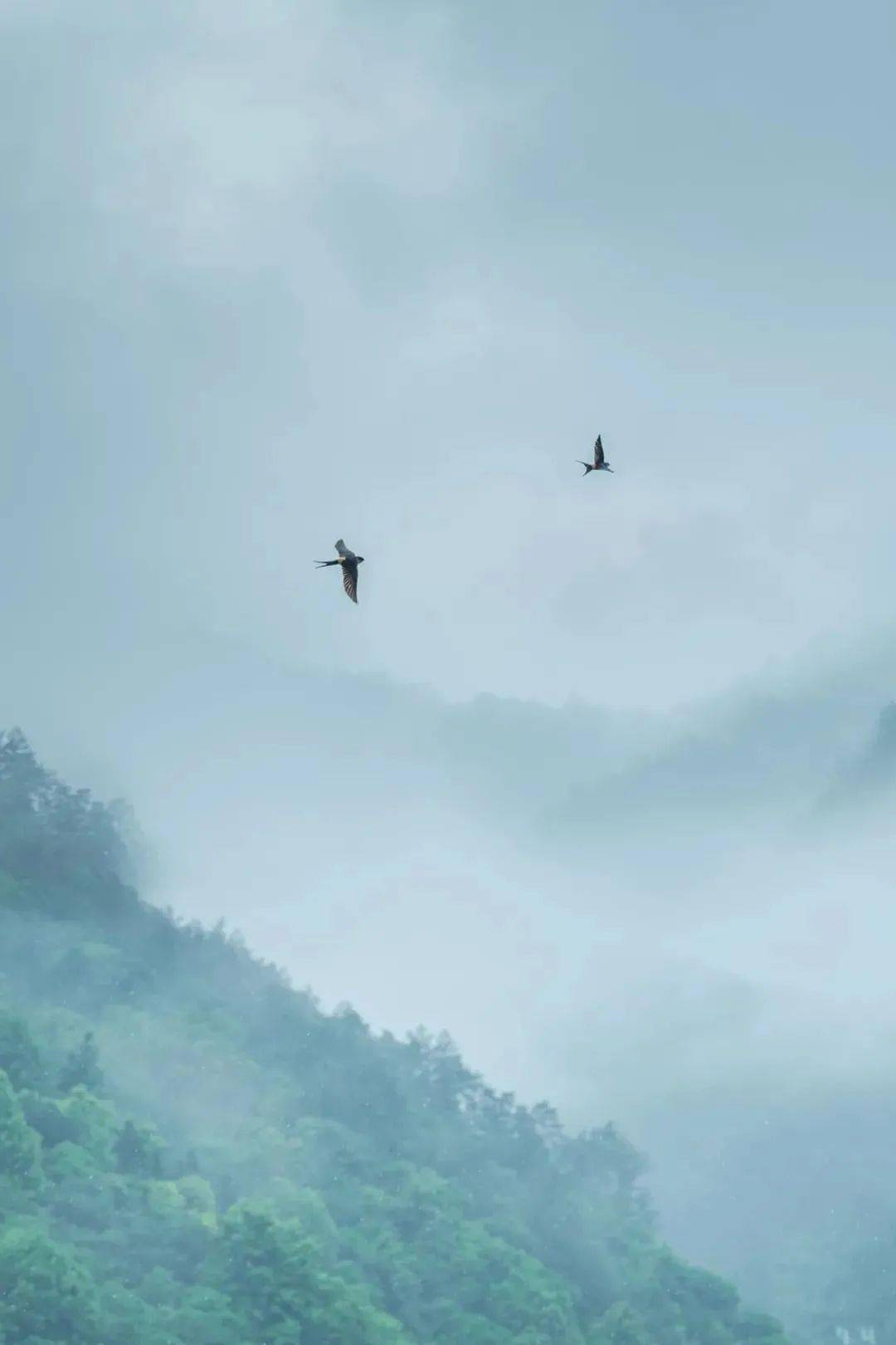 全中国的花都在等你这份春季限定的出行指南必须人手一份