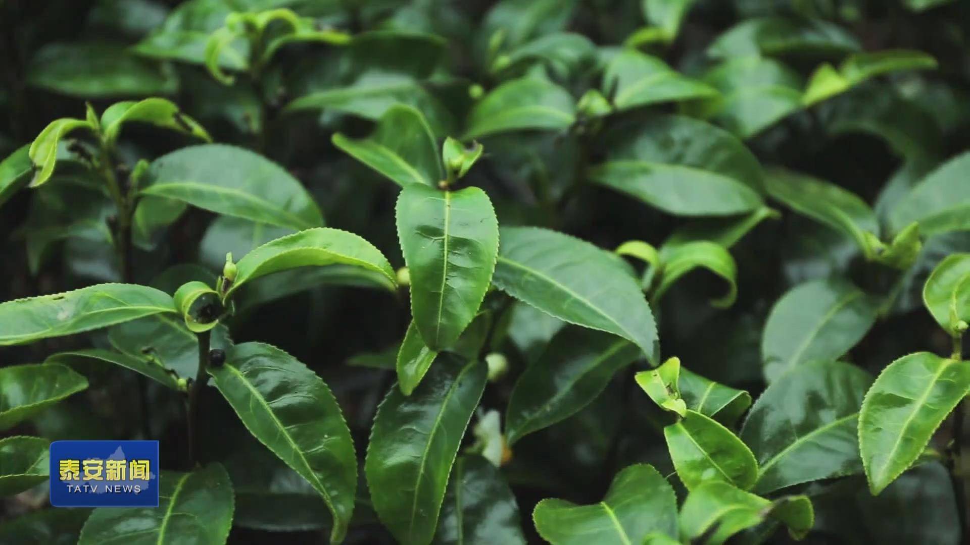 岱岳区养护万亩泰山茶培优北方新茗品