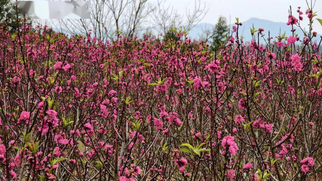 桃花峪里桃花红图片