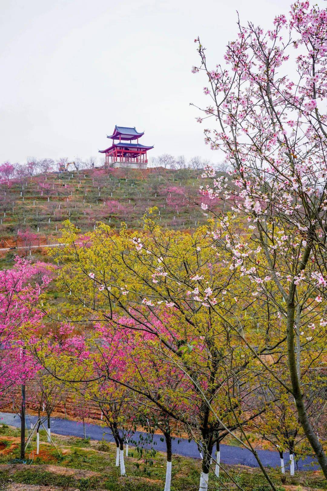 来韶关上春山赏花海,请查收这份最全游玩攻略
