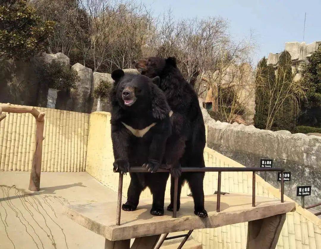 春日踏青青岛东方熊牧场￥399起抢单人门票植树套餐与撒娇卖萌的熊