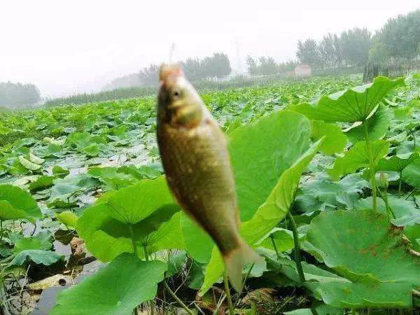 房前的荷塘里钓鱼闻到荷之清香永远记住的是母亲的爱