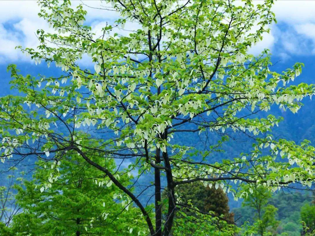 看到这种花,千万别乱挖,否则牢底坐穿_植物_水果_珙桐