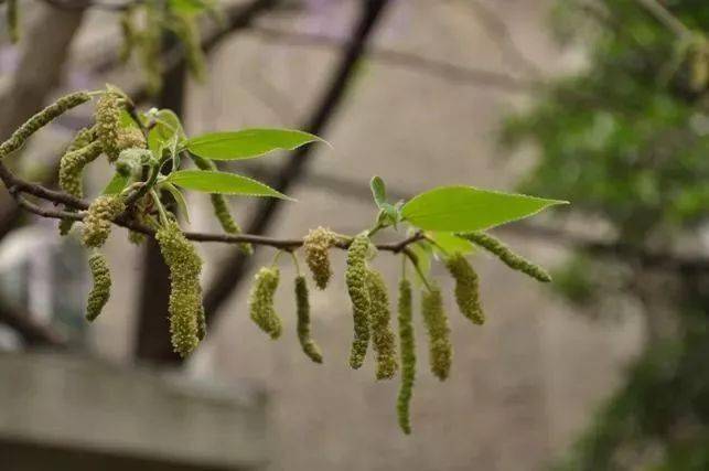 香椿芽_马齿苋_葛花