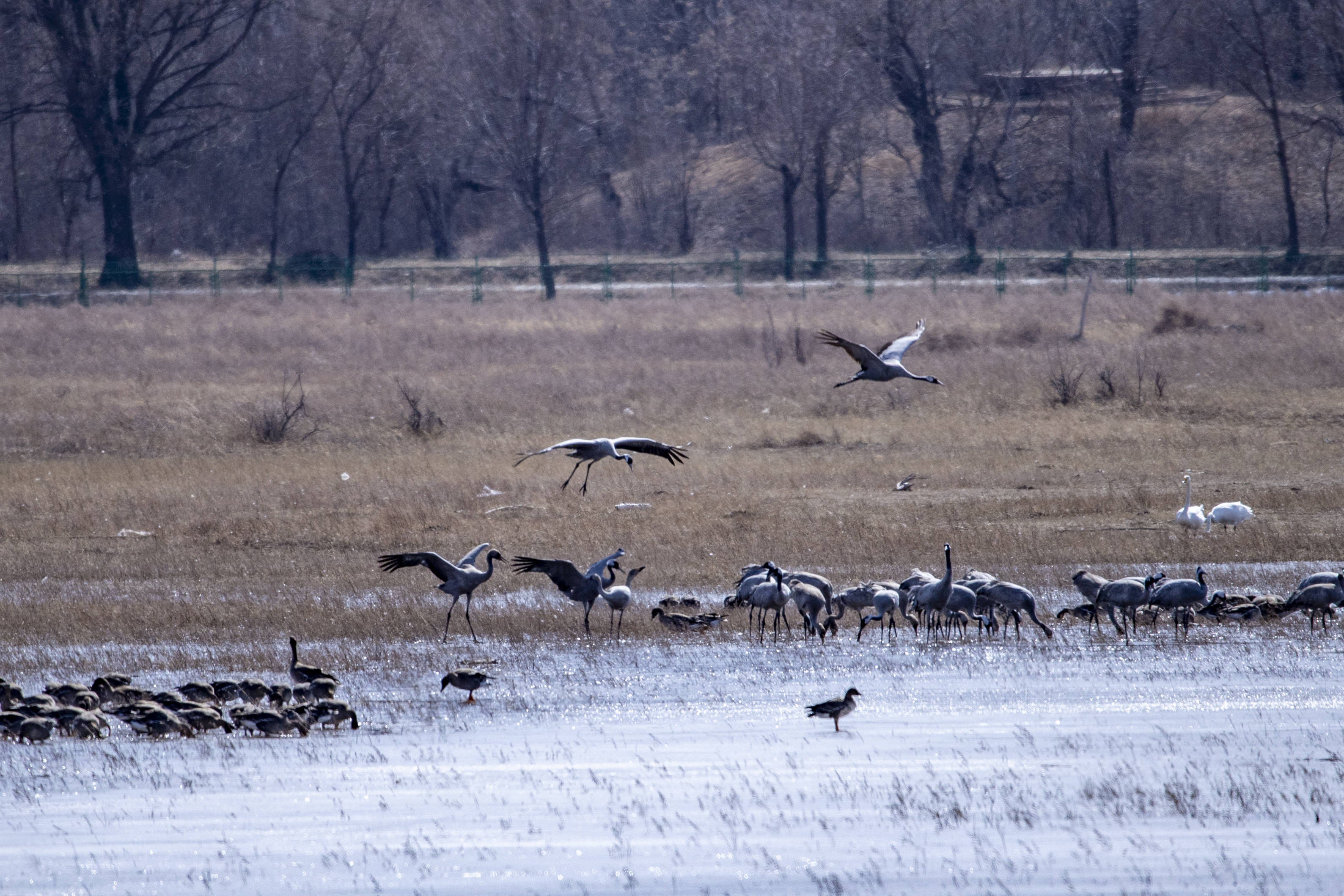 大批候鸟飞抵野鸭湖 延庆将迎春季迁徙高峰
