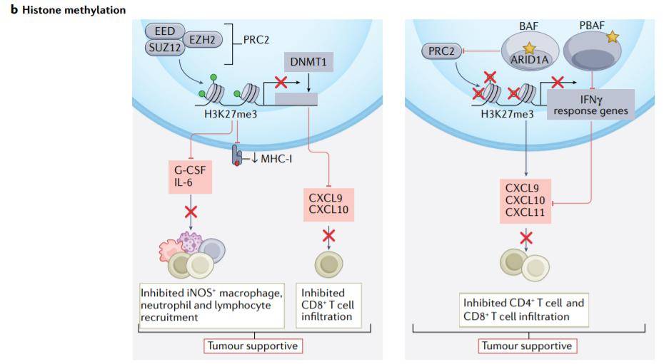 驱动癌症细胞免疫调节