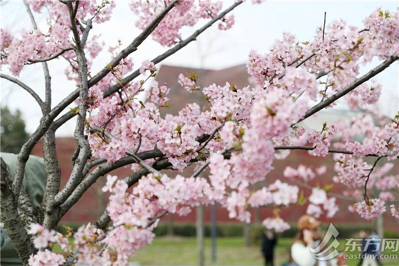 早春浪漫风景限时上线申城河津樱正值盛花期