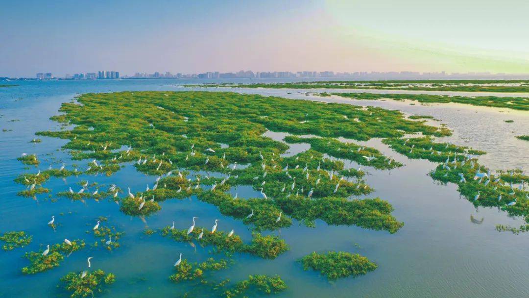 《碧波春讯》讲述北海生态环境修复与保护,上了《光明日报》_冯家_红