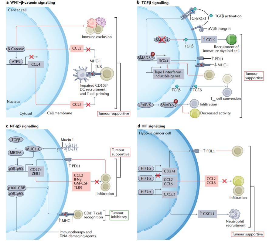 3表达阻断cd103 树突状细胞的募集和t细胞启动,并抑制ccl4或ccl5分泌