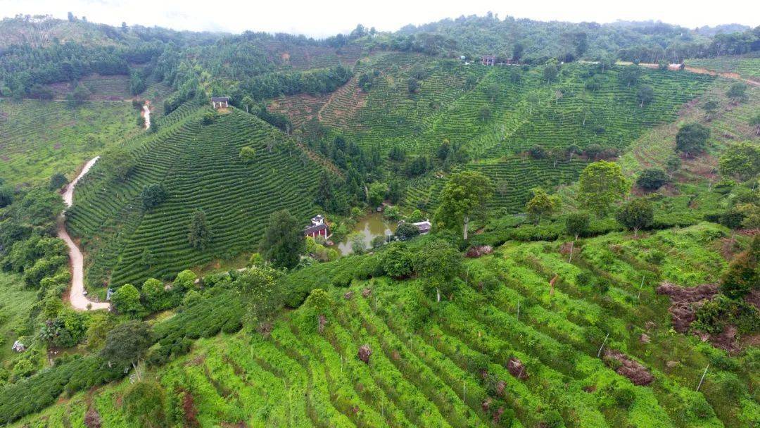 广西苍梧县让六堡茶走向世界