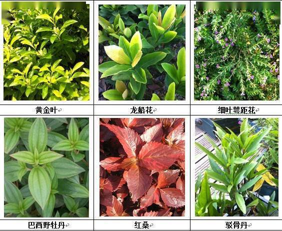 植物名字真实图片