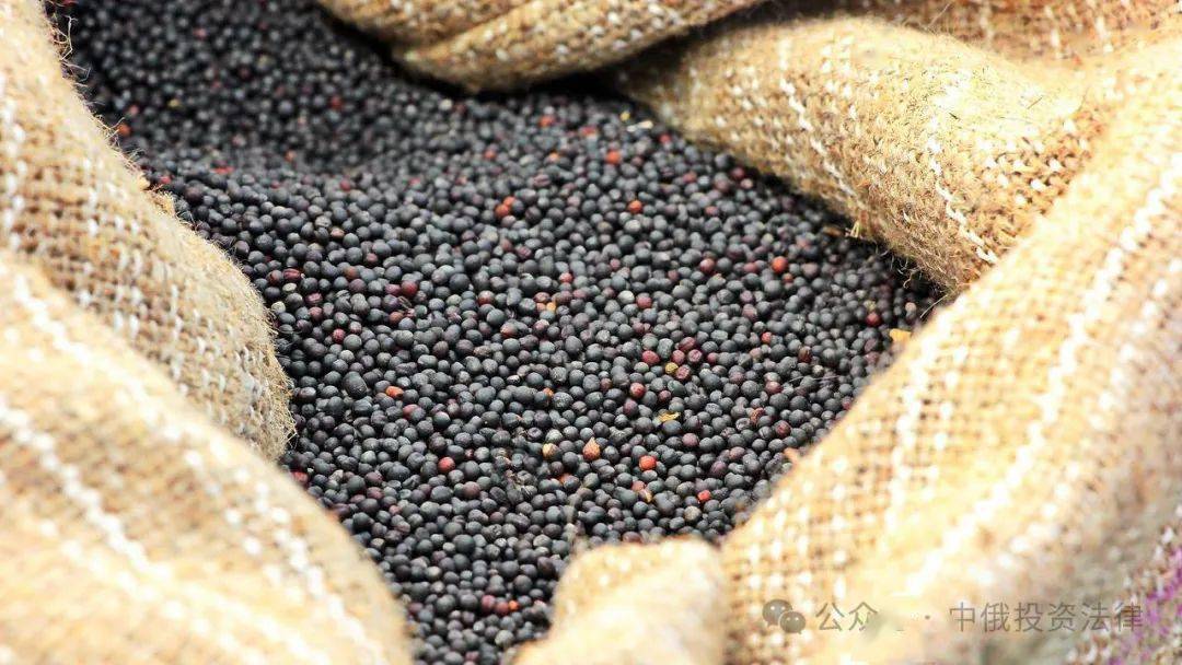 俄罗斯联邦政府延长油菜籽出口临时禁令