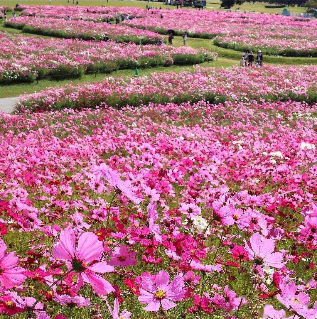 格桑花田瑰丽诗篇