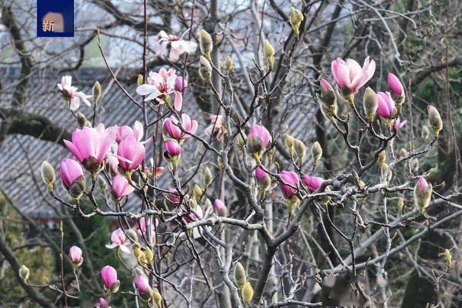 汉中一株400余岁古旱莲如期盛开