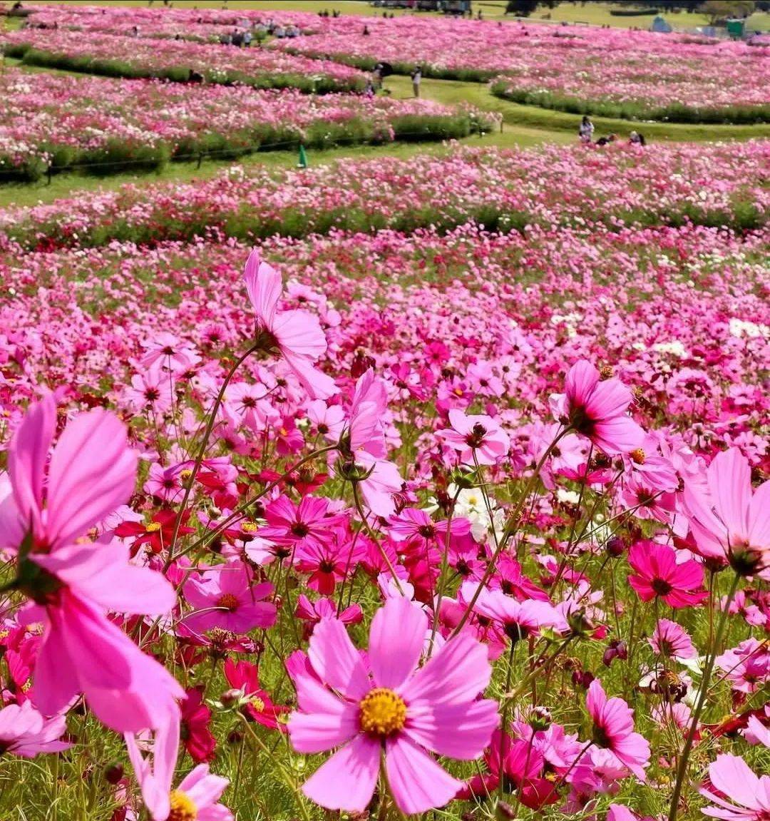 格桑花田瑰丽诗篇