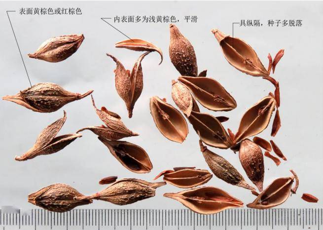 连翘:我非迎春,春由我迎_岐伯_功效_中药材