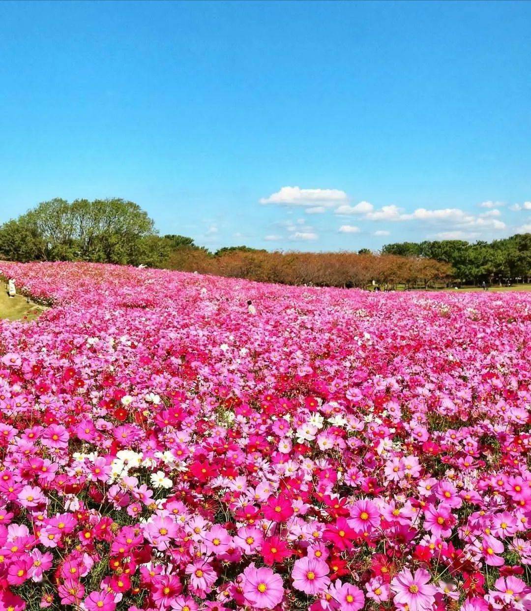 格桑花田瑰丽诗篇