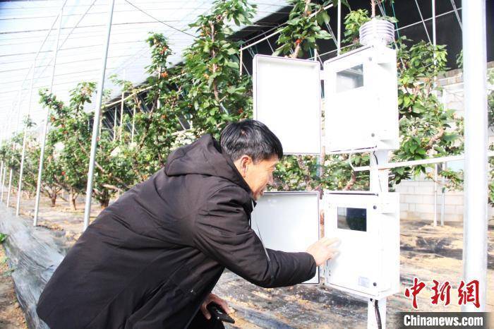 乡村行看振兴山东海阳数字化暖棚让樱桃抢鲜上市
