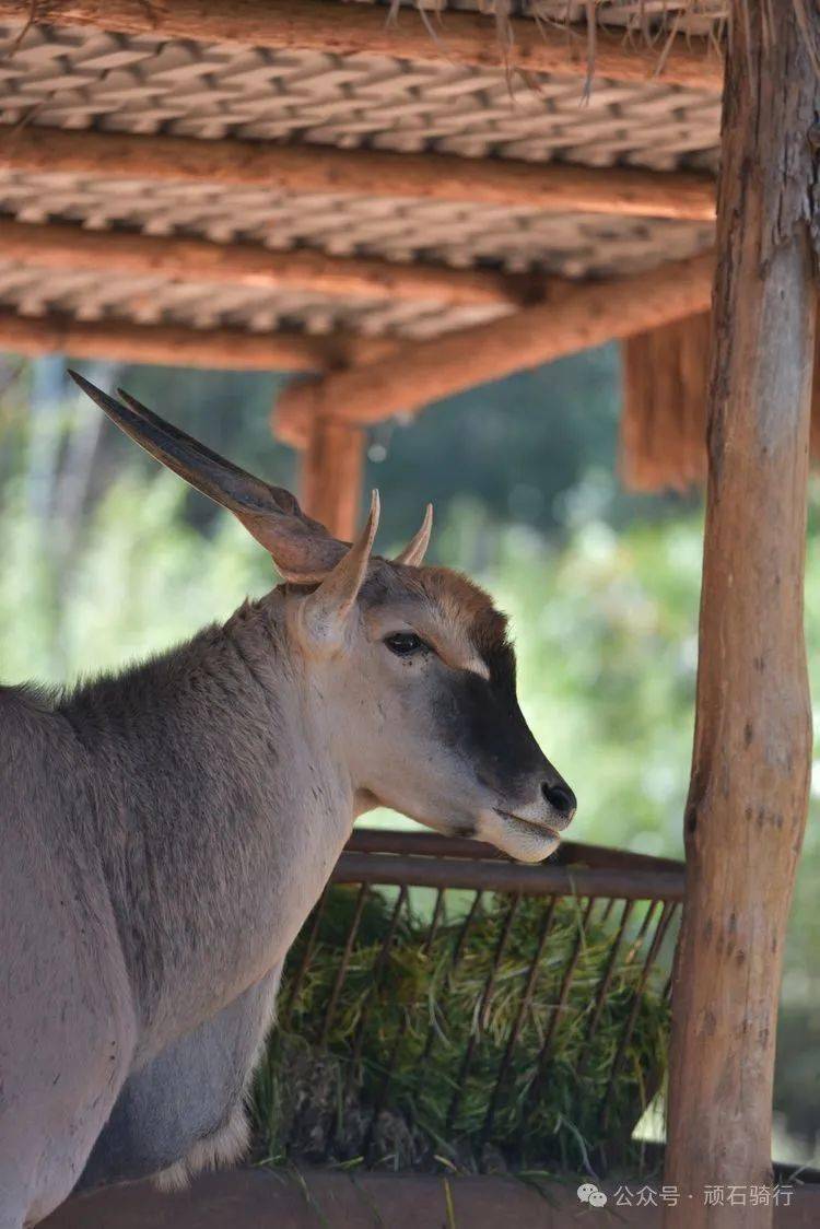 云南野生动物园樱花季