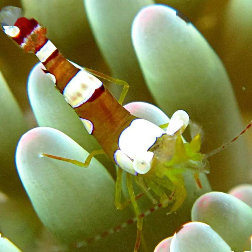 海葵虾:珊瑚礁中的小精灵