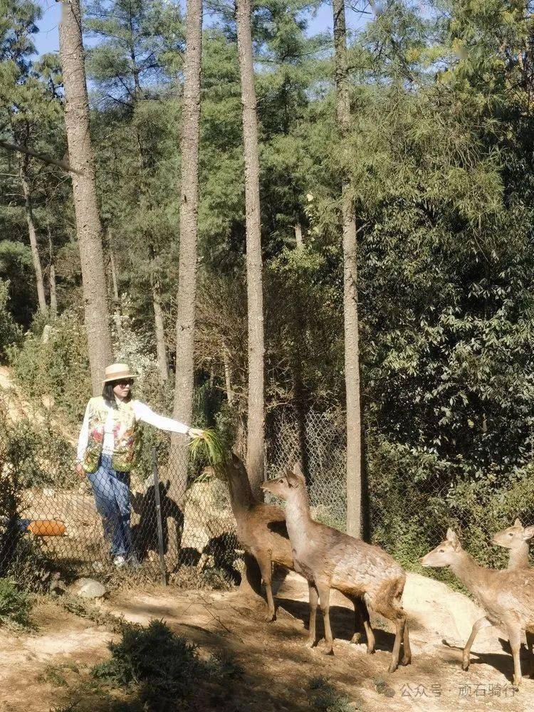 云南野生动物园樱花季
