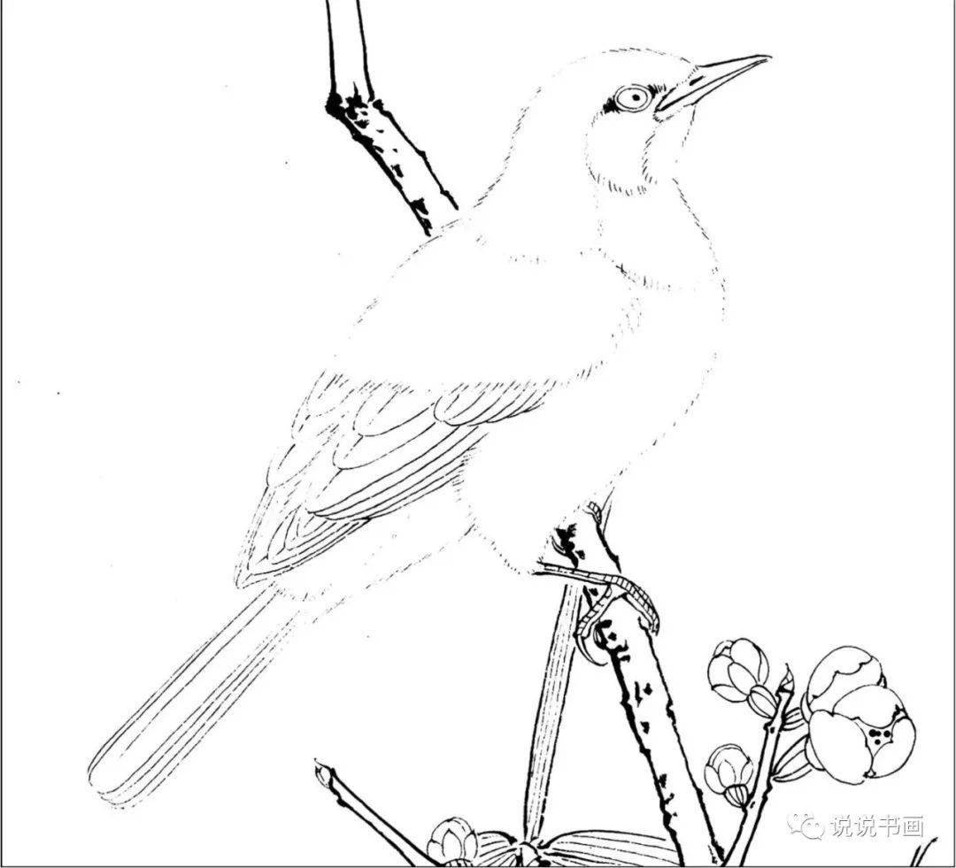 20多种鸟类国画设色详细步骤附视频讲解