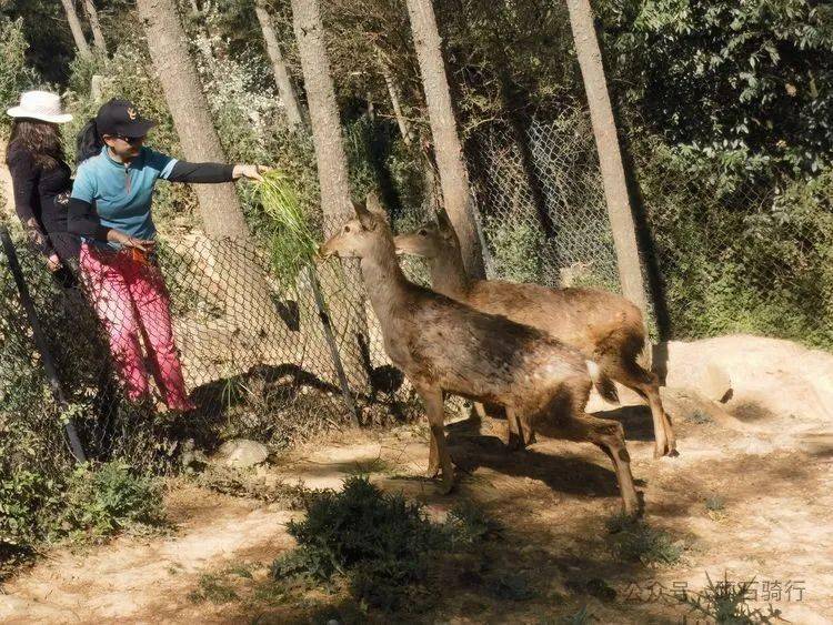 云南野生动物园樱花季