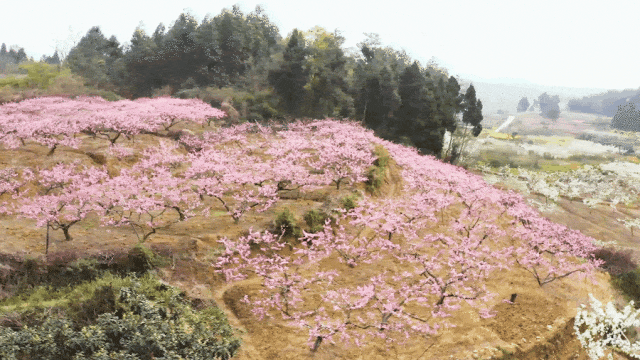 游仙太仙啦09送福利