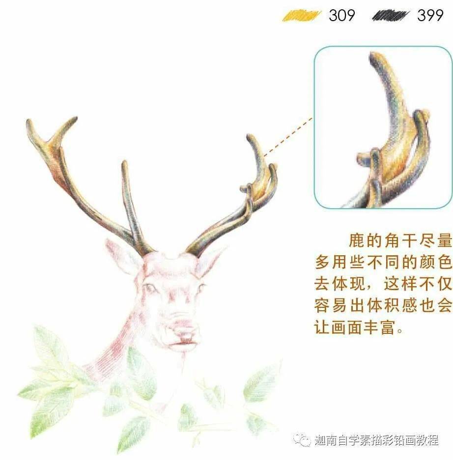 彩铅画驯鹿