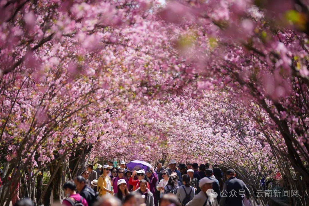 行摄云南云南昆明圆通花潮春意浓