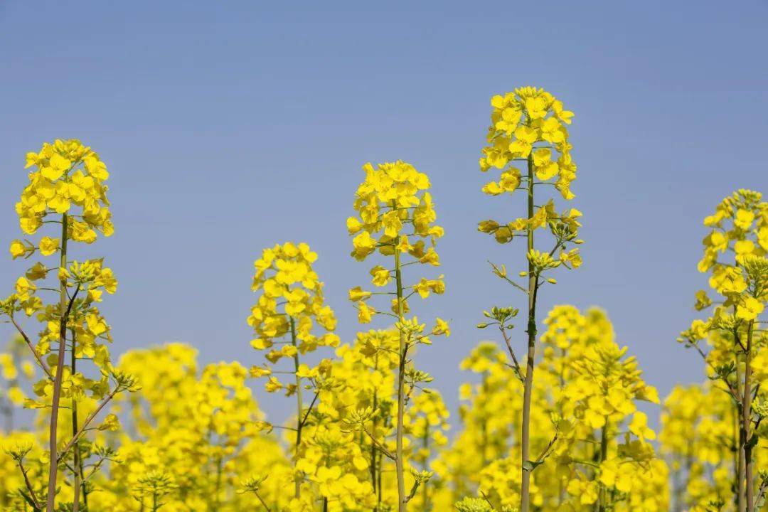 2024普陀春日追花地图寻一场岛城的专属浪漫
