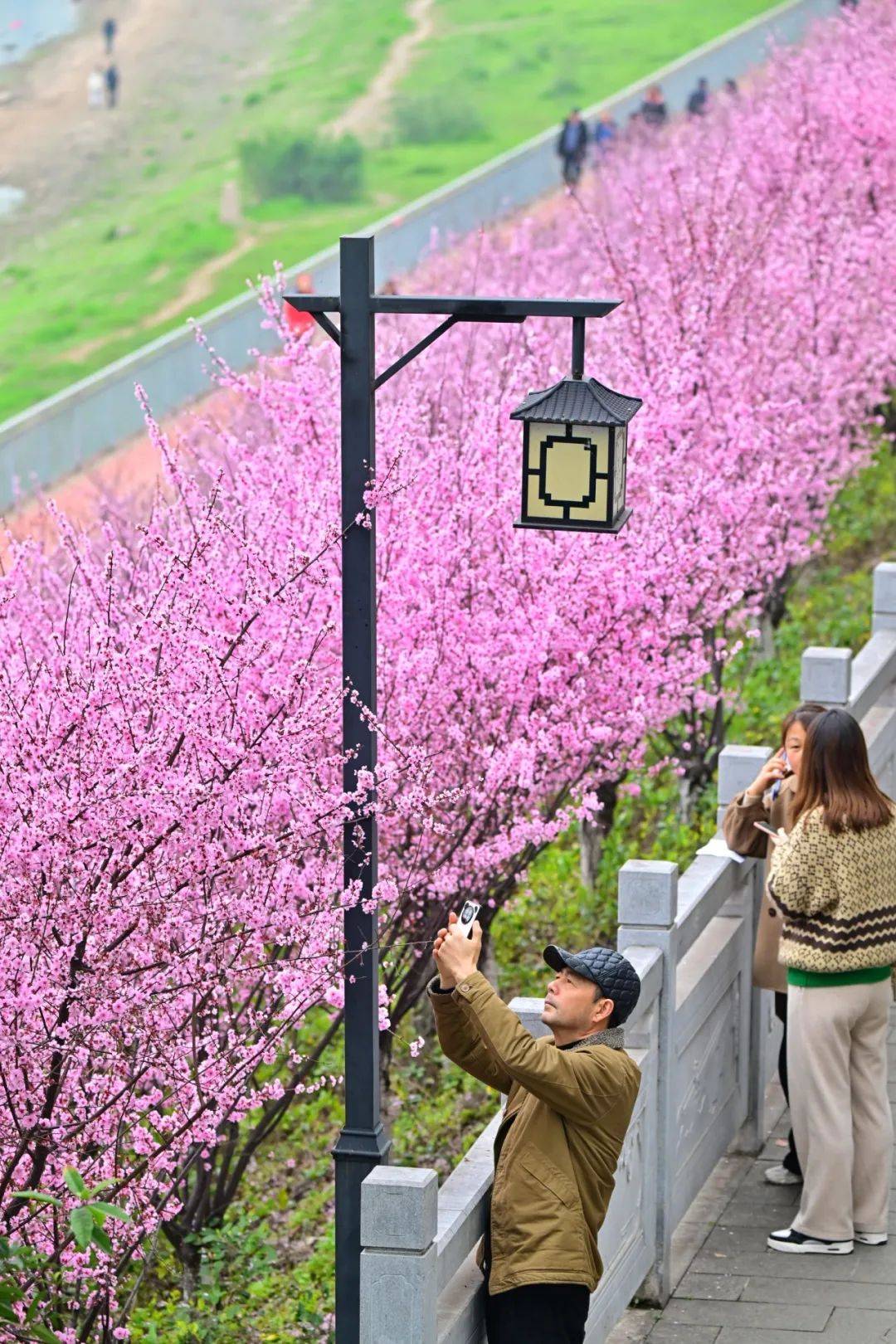 巴滨路看花图片