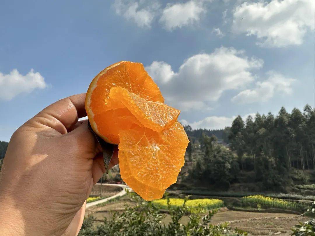 耙耙柑升级版甜度堪比哈密瓜明日见柑橘皮薄肉嫩香甜细腻