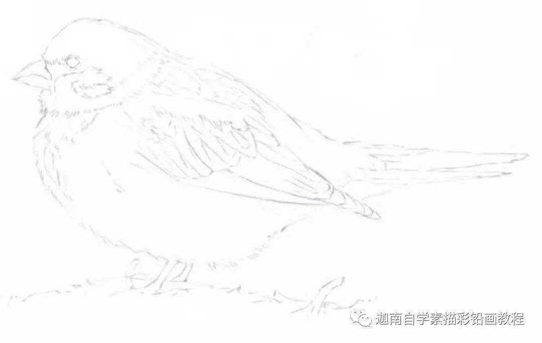 彩铅画的小麻雀好逼真