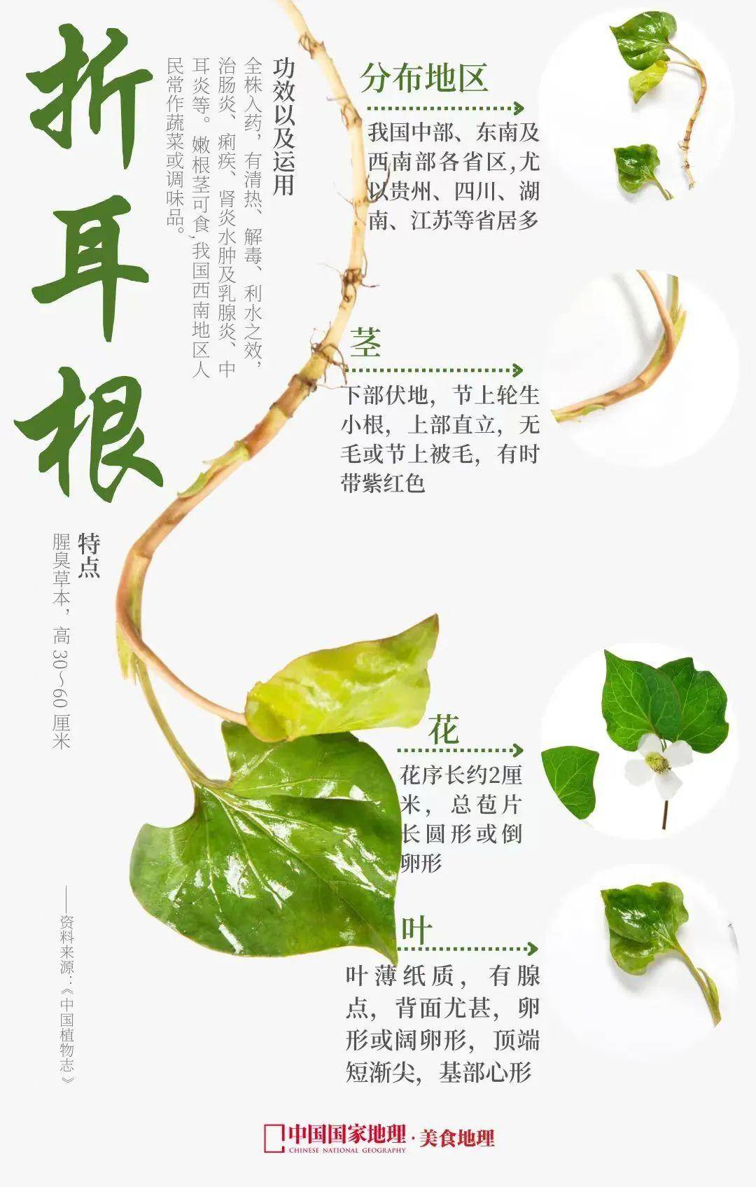 只要你吃折耳根,我们豆是一家人_重庆人_食用_餐桌上